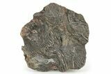 Silurian Fossil Crinoid (Scyphocrinites) Plate - Morocco #255686-1